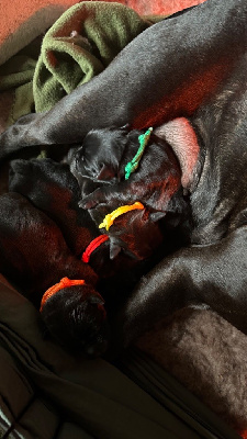 Of Black Knight Sbt - Staffordshire Bull Terrier - Portée née le 20/11/2023