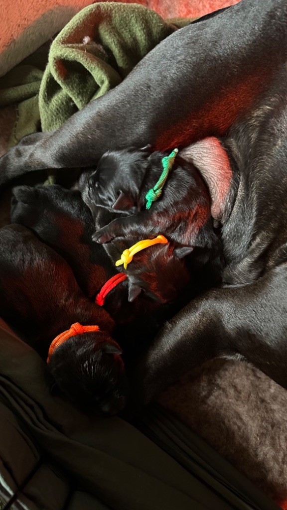 Of Black Knight Sbt - Staffordshire Bull Terrier - Portée née le 20/11/2023
